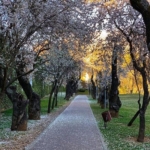 Valladolid almond park